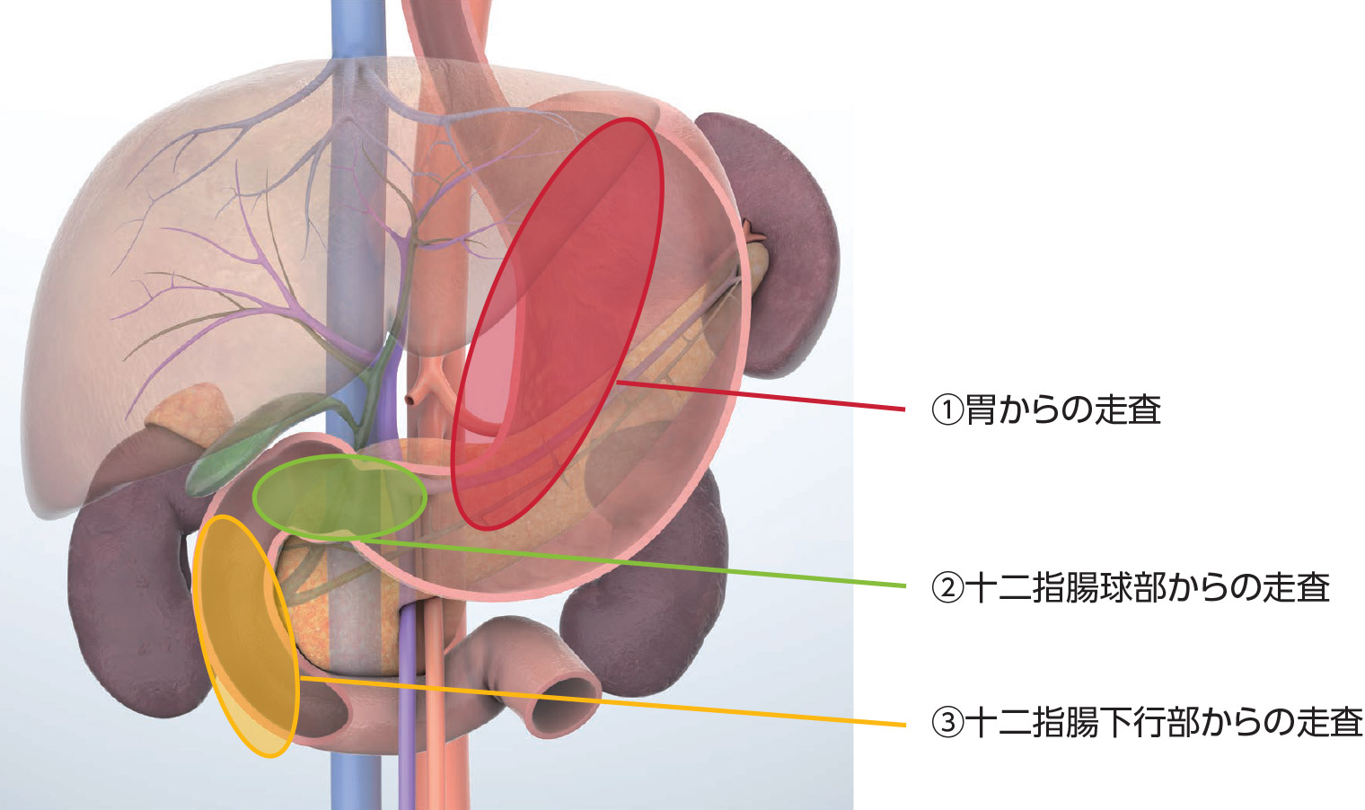 ラジアル走査式超音波内視鏡による膵・胆道領域の標準的描出法