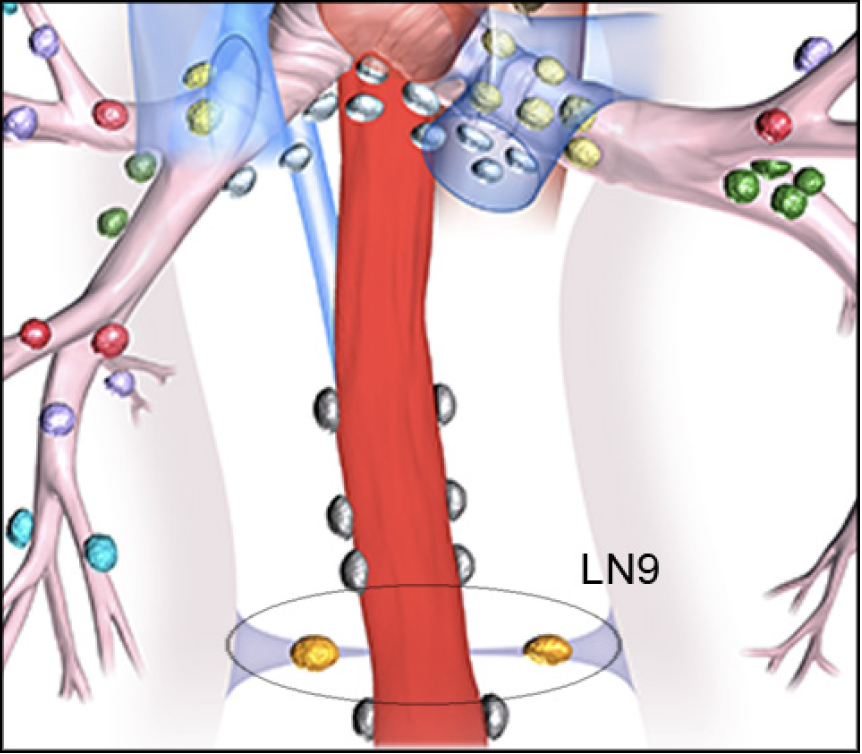 Thoracic Lymph Node Anatomy Olympus Professional Education