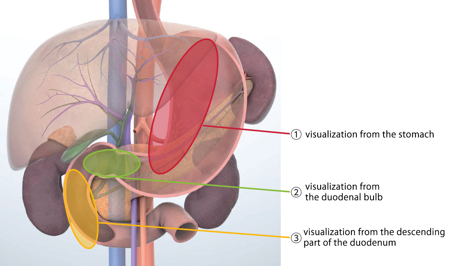 Standard Imaging Methods in the Pancreatobiliary Region Using Radial EUS Olympus Professional